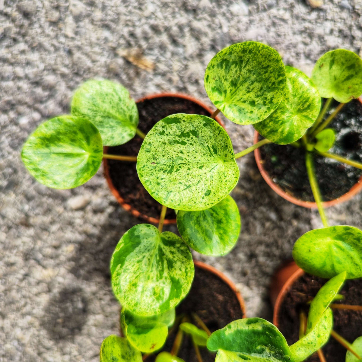 Pilea Peperomioides Mojito (S) - monjungle