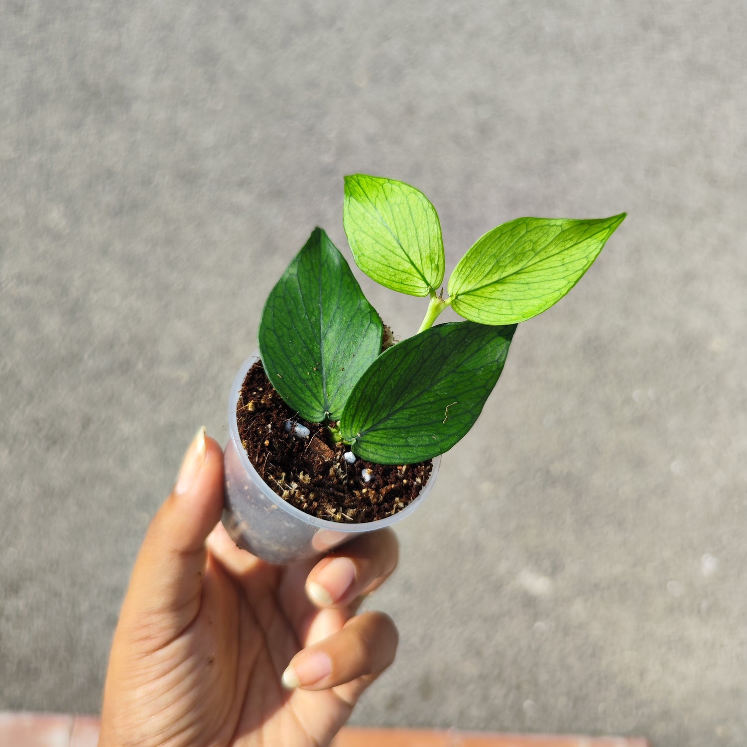 Bouture de Hoya Polyneura 🌿 – Plante rare et élégante