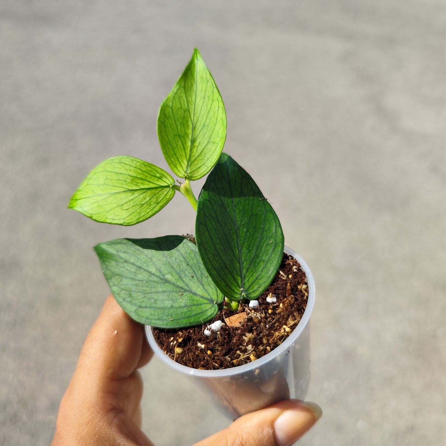 Bouture de Hoya Polyneura 🌿 – Plante rare et élégante