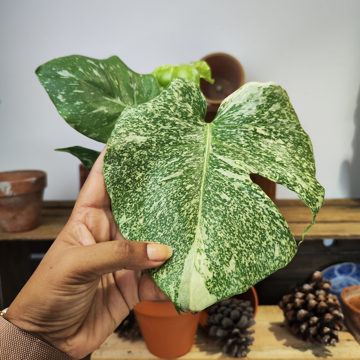 Monstera Mutation, 35cm