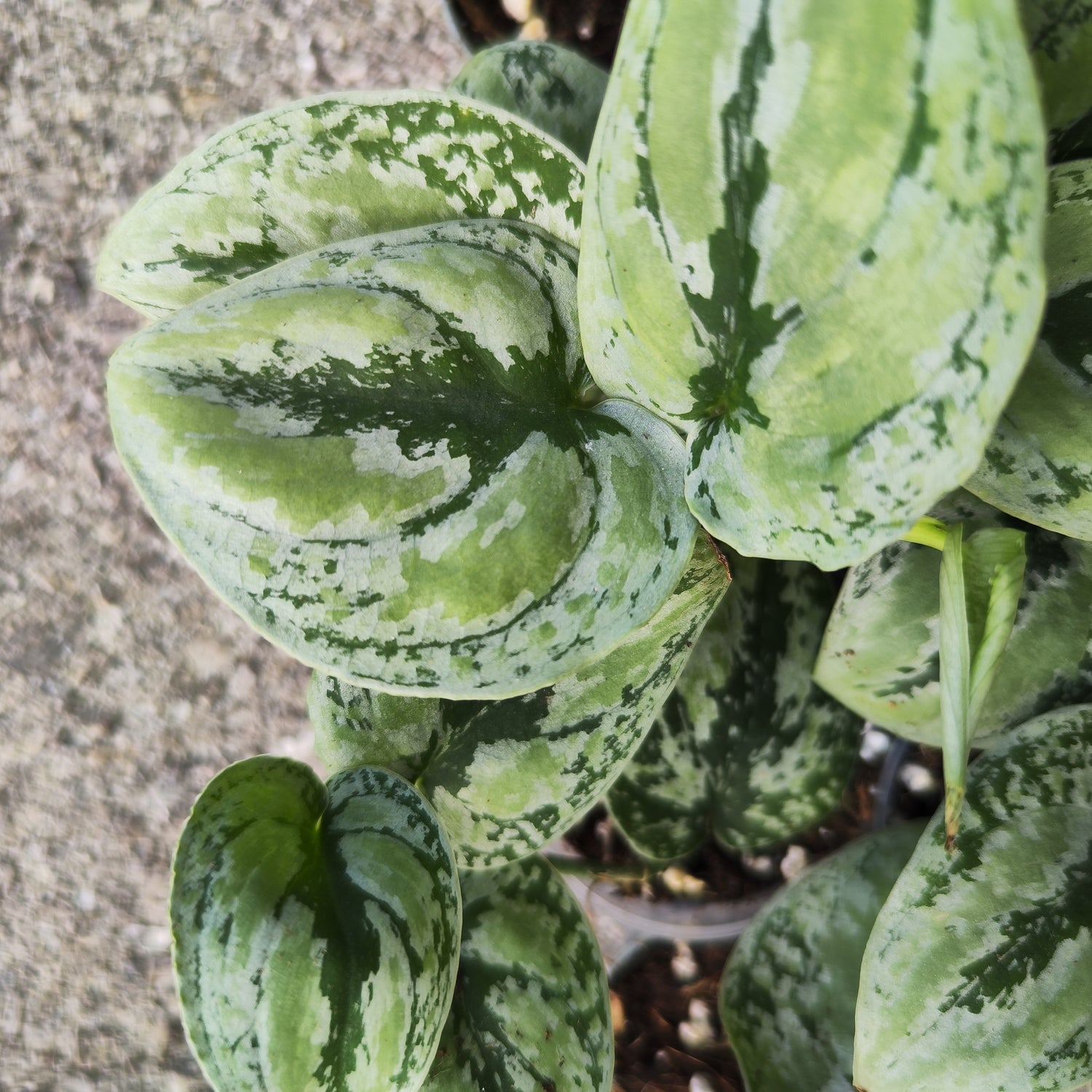 Scindapsus Kalimantan Tricolor plante panachée rare