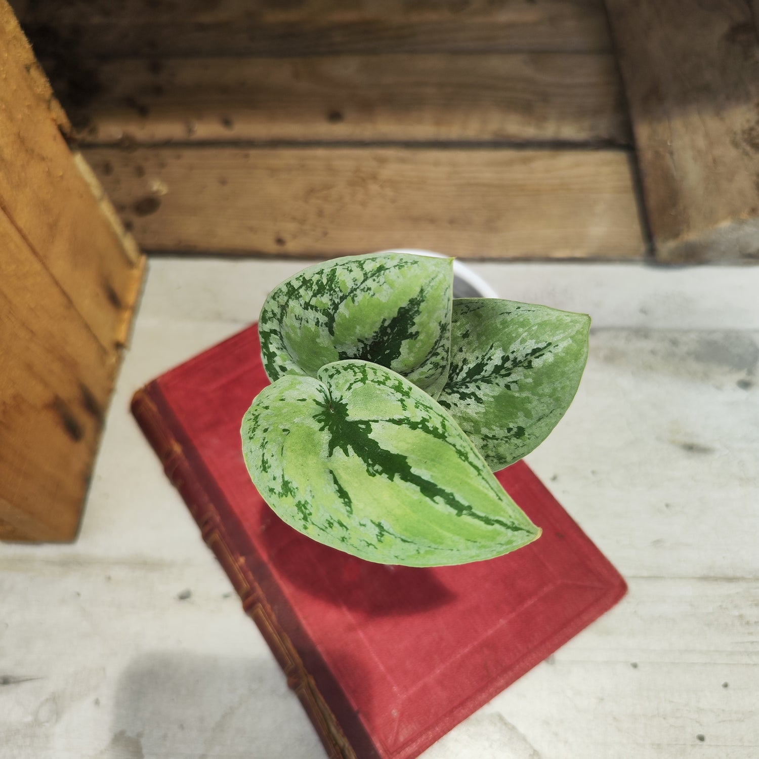 Scindapsus Kalimantan Tricolor plante panachée rare