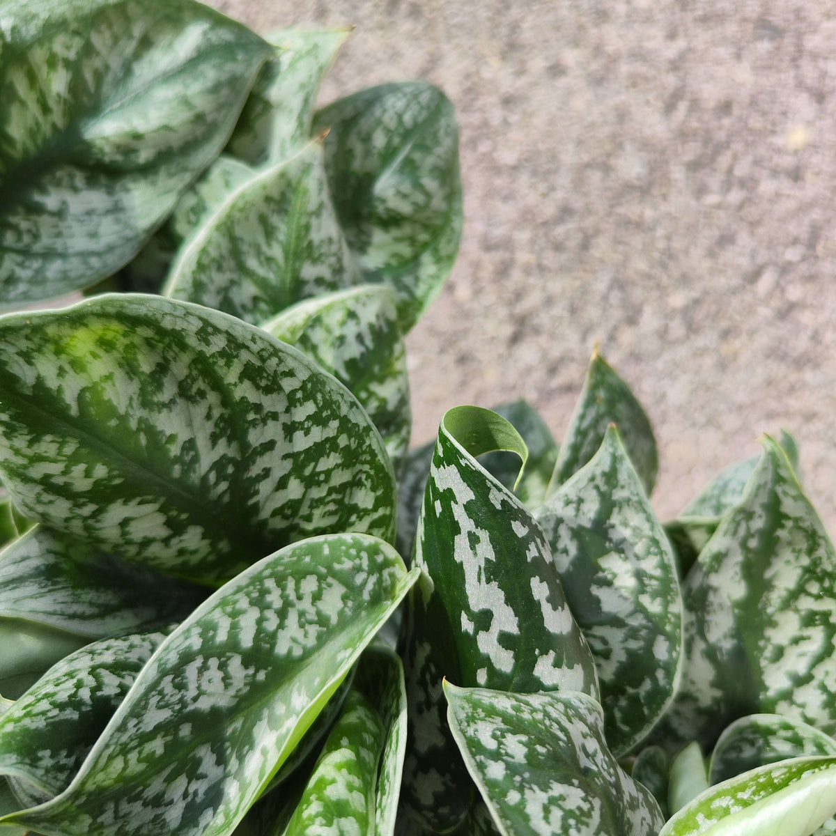 Scindapsus sp. Kalimantan green