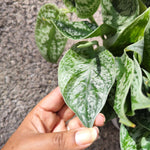 Scindapsus sp. Kalimantan green