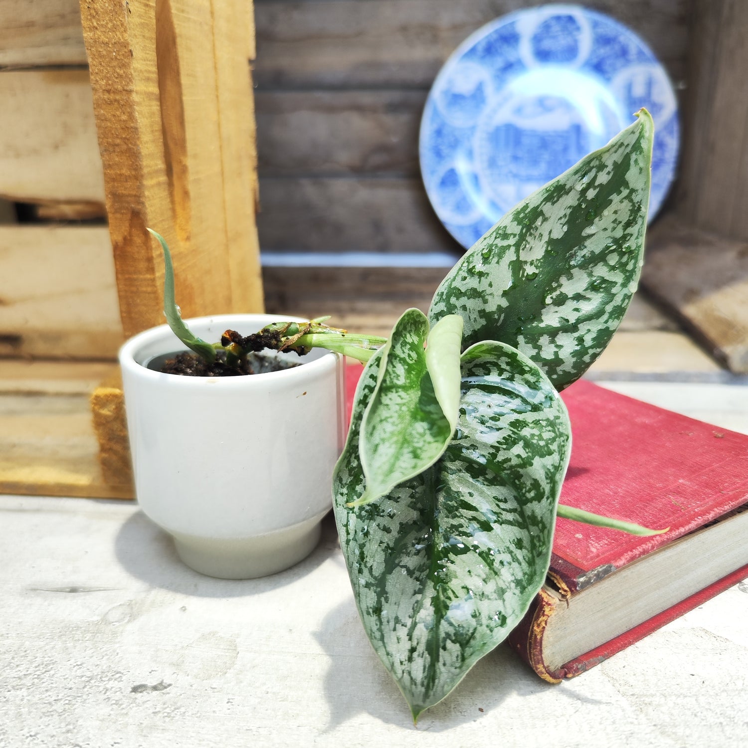 Scindapsus sp. Kalimantan green