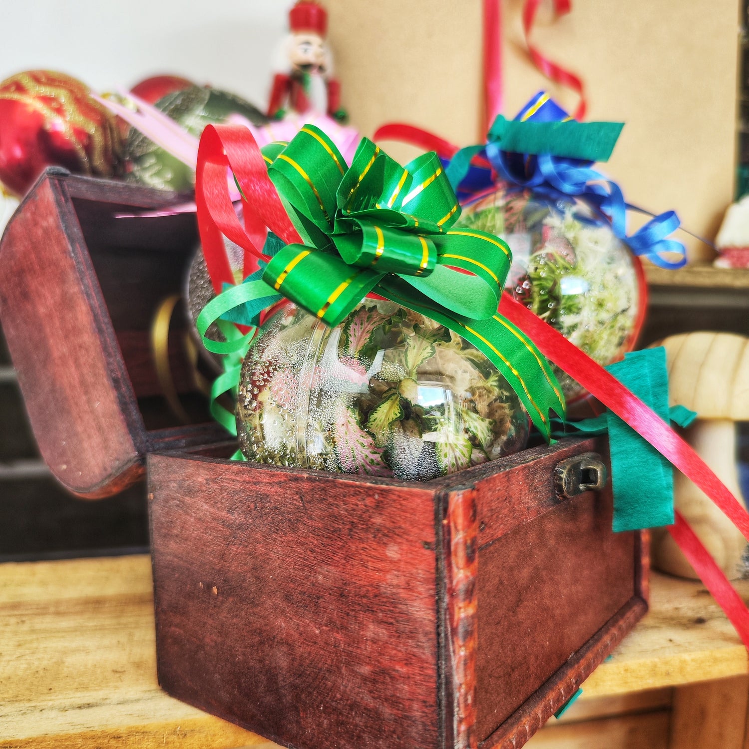 Box de Noël Surprise 🎄 – 3 Plantes d’intérieur + JungleBoule