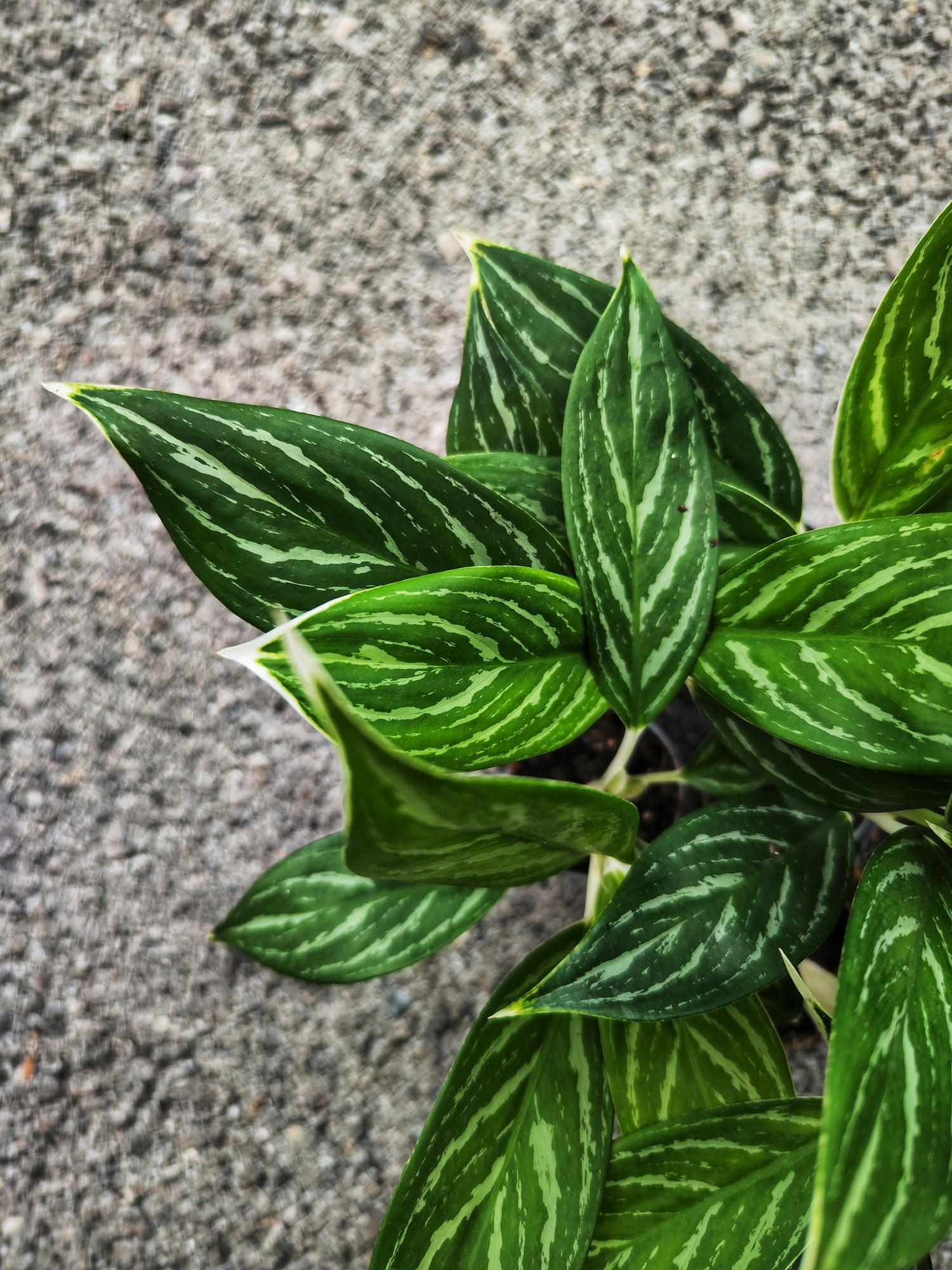 Aglaonema Siam Aurora – Plante d’intérieur tropicale élégante