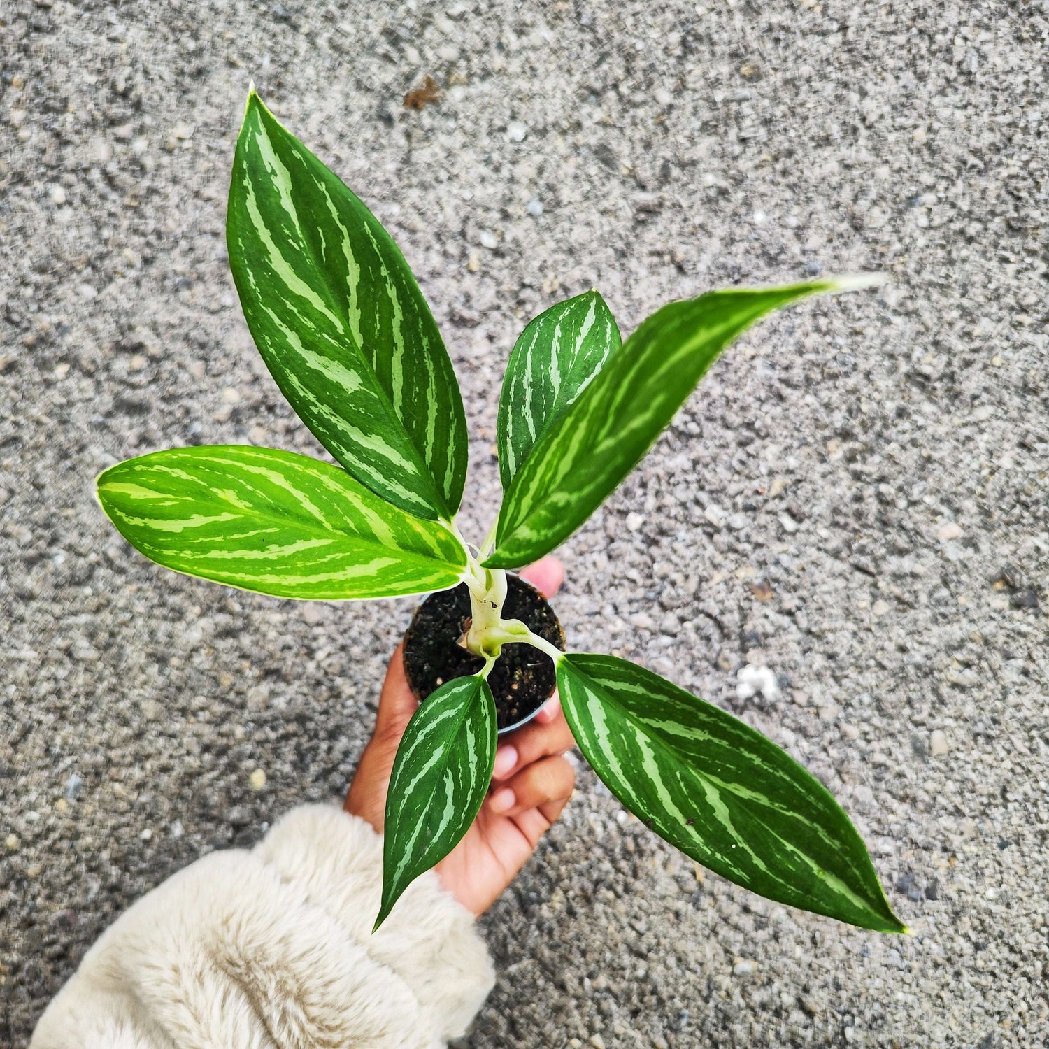 Aglaonema Siam Aurora