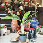 Aglaonema Siam Aurora