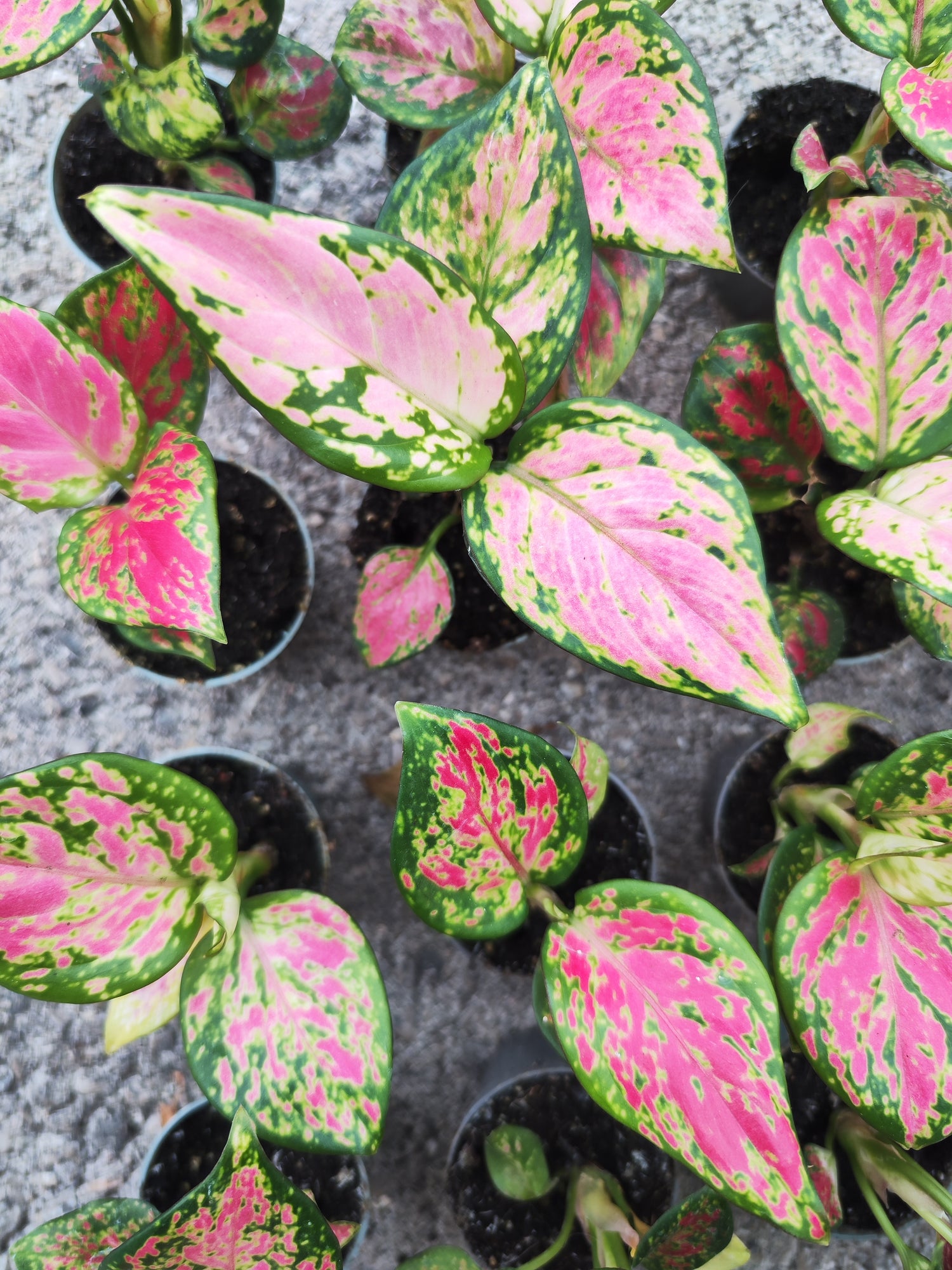 Aglaonema Rich Red – Plante d’intérieur tropicale aux feuilles roses