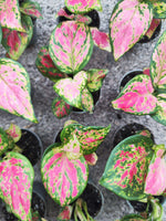Aglaonema Rich Red – Plante d’intérieur tropicale aux feuilles roses - monjungle