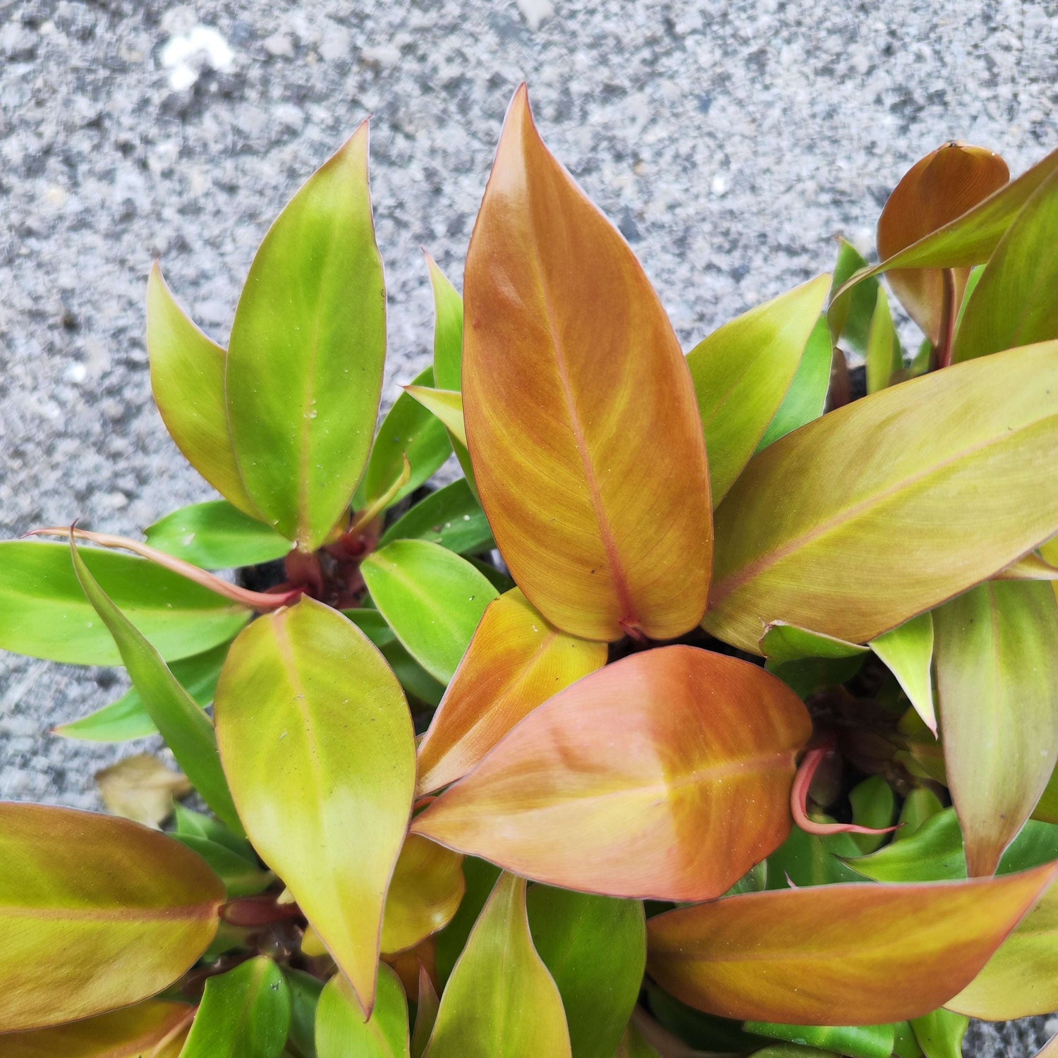 Philodendron Cherry Red - monjungle