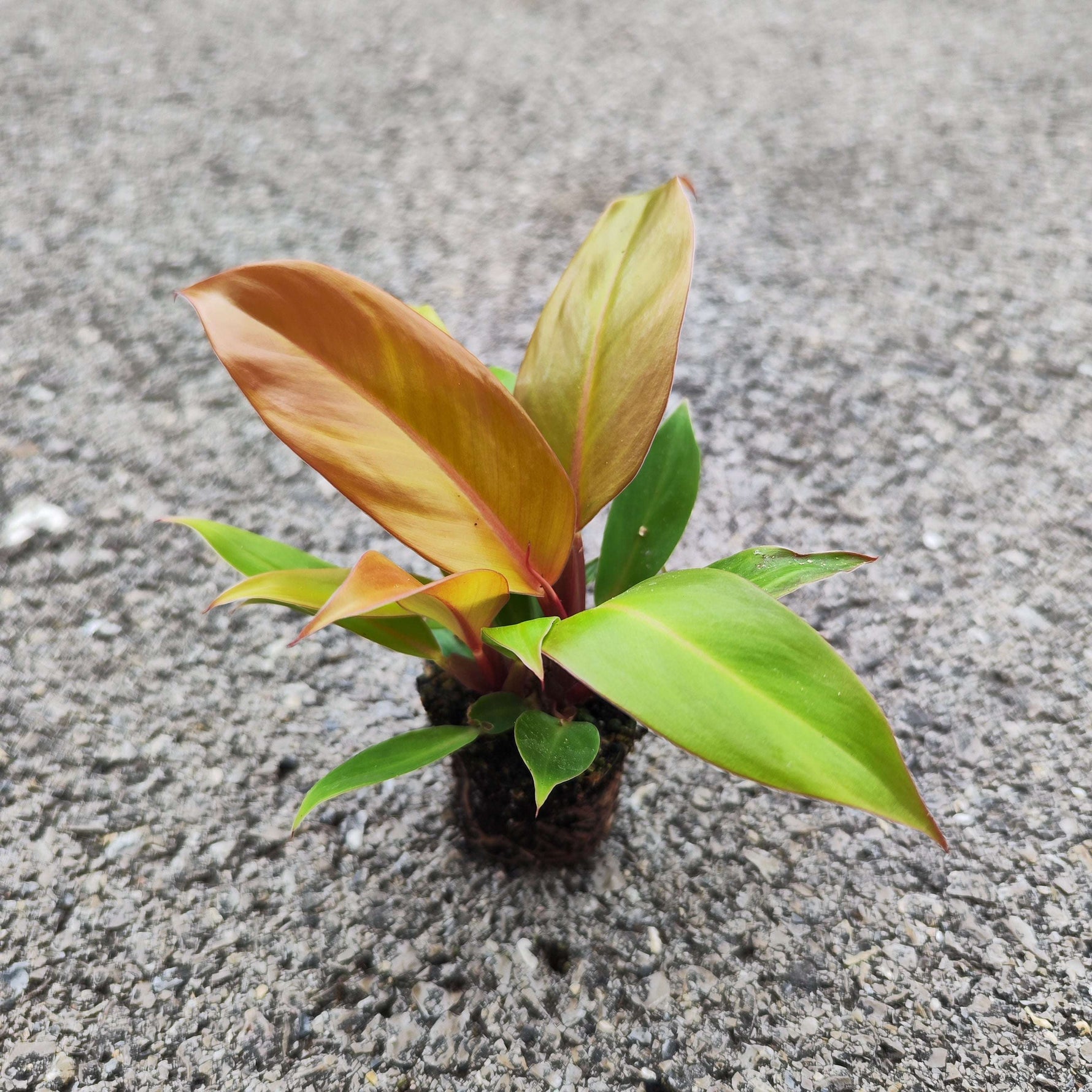Philodendron Cherry Red - monjungle