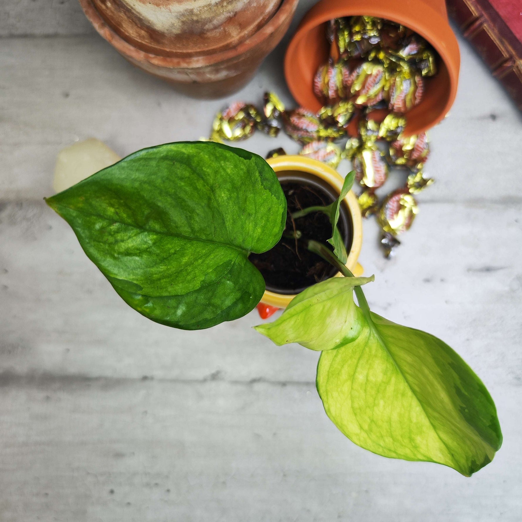pothos lemon meringue Epipremnum Lemon Meringue – Tropical indoor plant – Monjungle