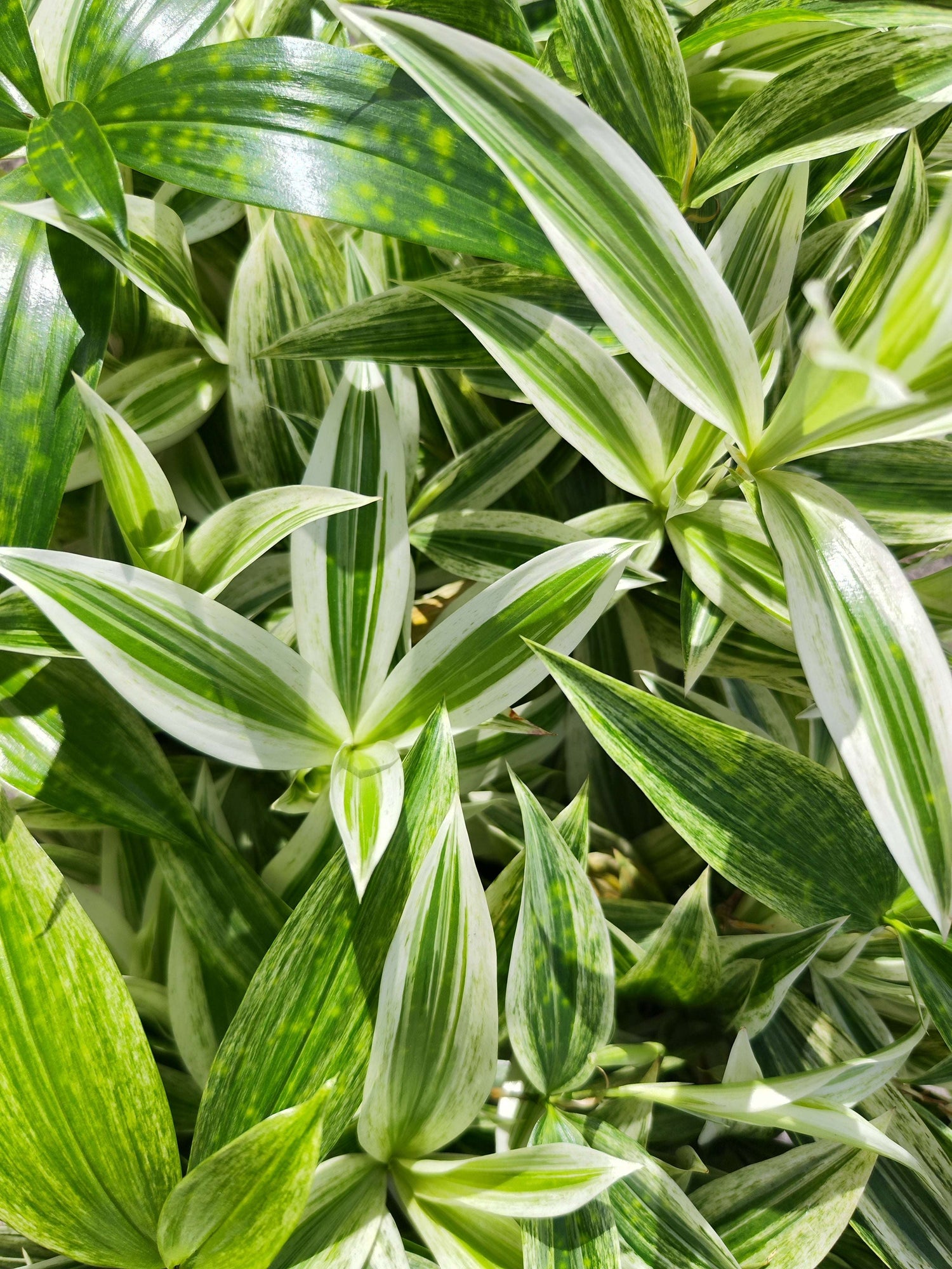 Dracaena godseffiana 'Silver' – Plante d’intérieur tropicale au feuillage argenté - monjungle