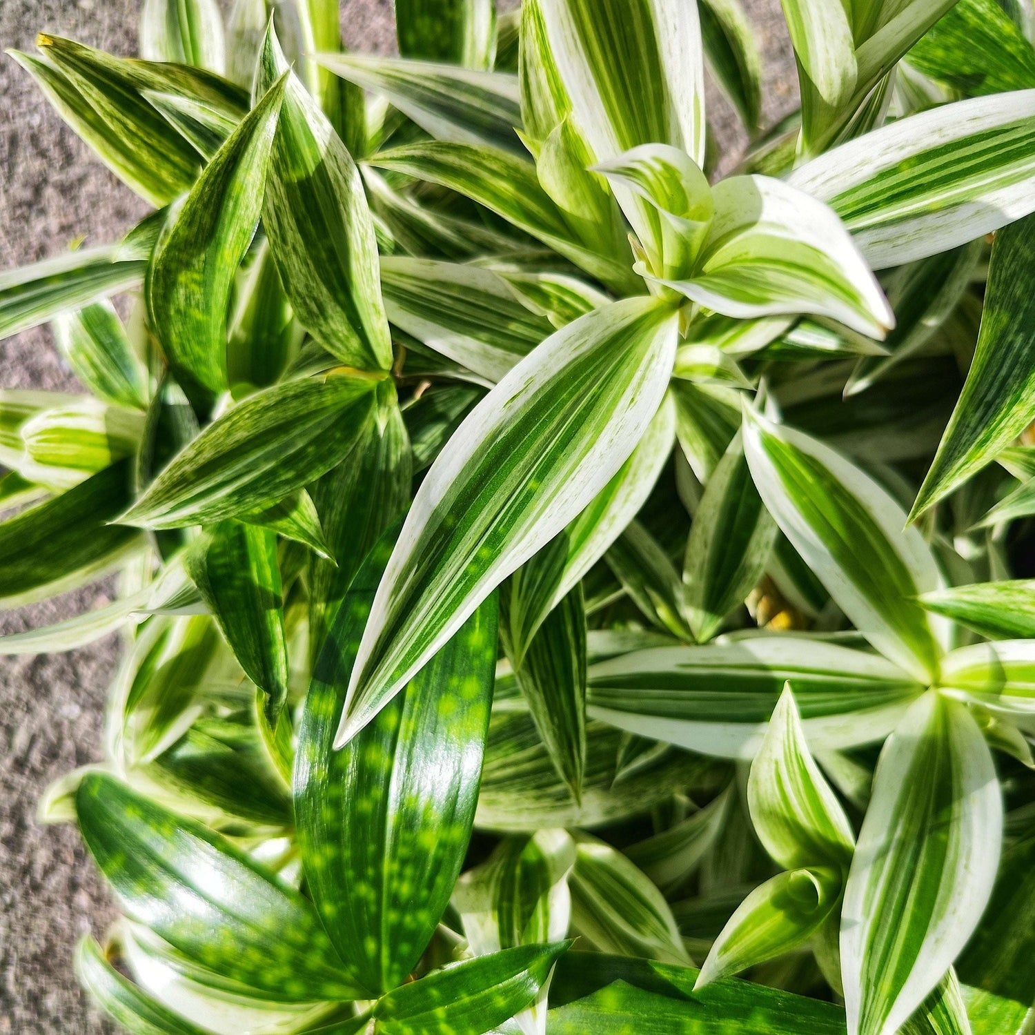 Dracaena godseffiana 'Silver' – Plante d’intérieur tropicale au feuillage argenté - monjungle
