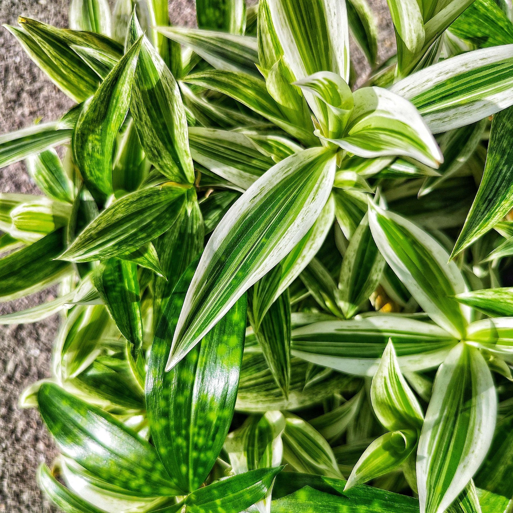 Dracaena godseffiana 'Silver' – Plante d’intérieur tropicale au feuillage argenté - monjungle