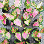 Aglaonema Rich Red – Plante d’intérieur tropicale aux feuilles roses - monjungle