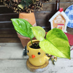 Epipremnum Lemon Meringue