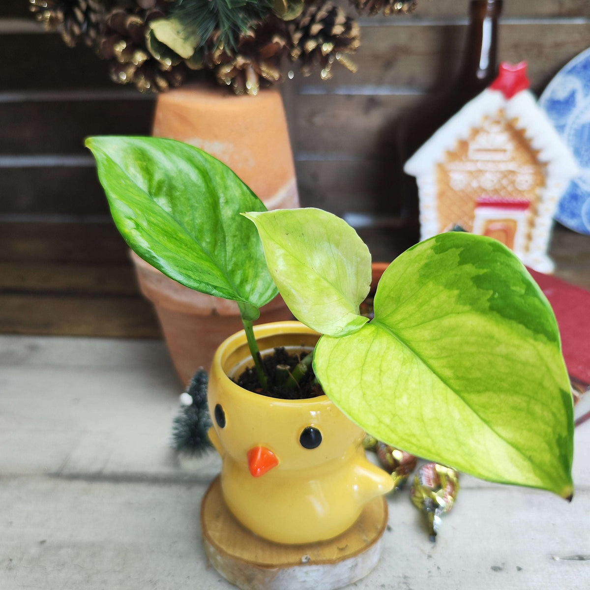 Epipremnum Lemon Meringue