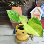 Epipremnum Lemon Meringue