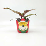Cache Pot Noël