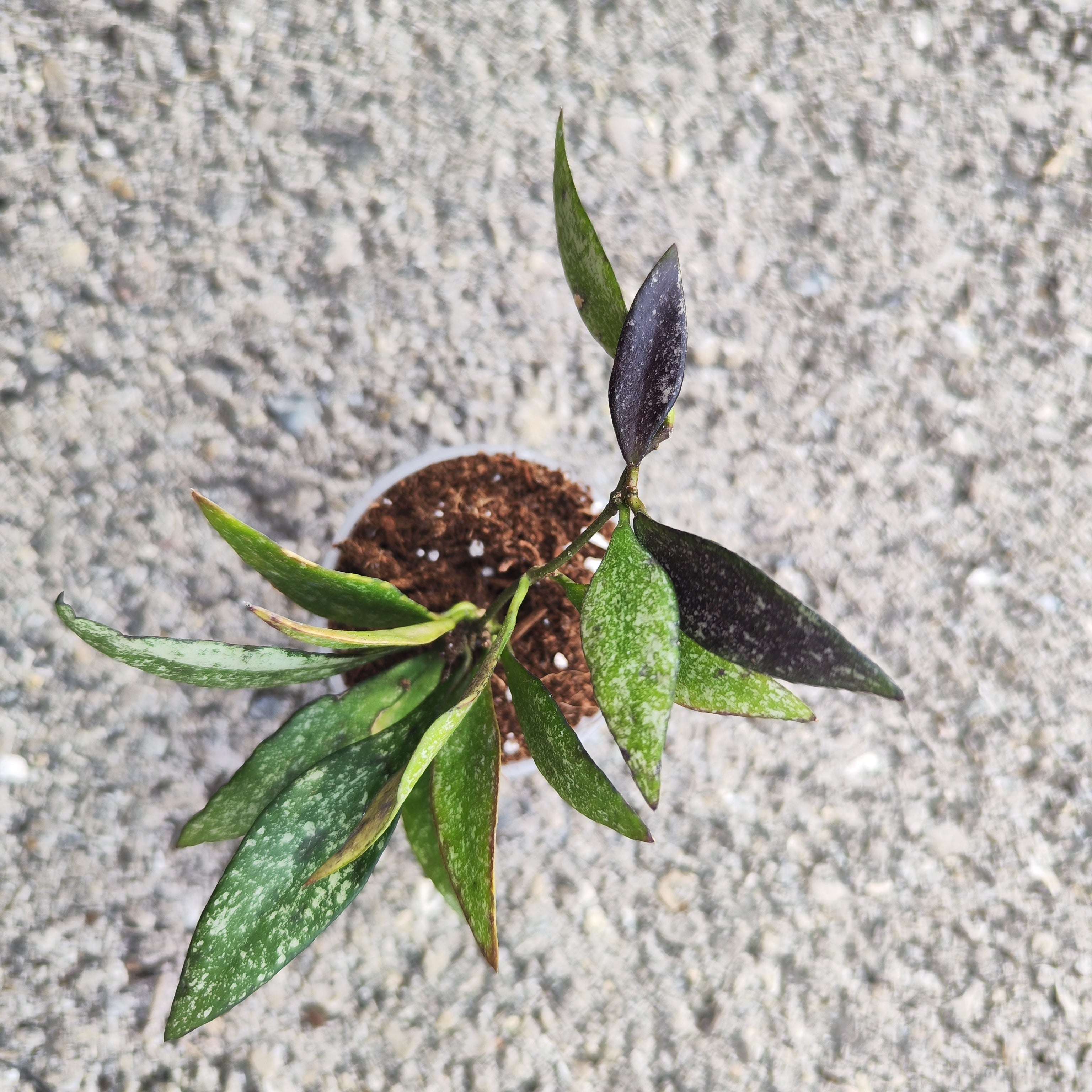 Hoya Parviflora Splash - monjungle