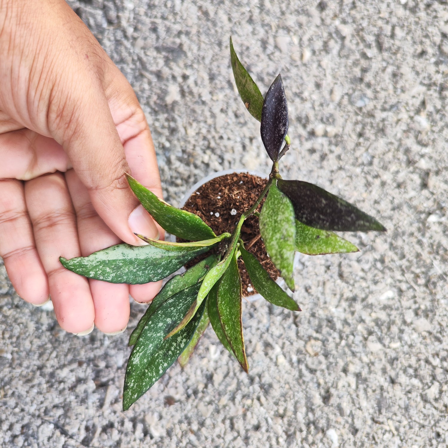 Hoya Parviflora Splash