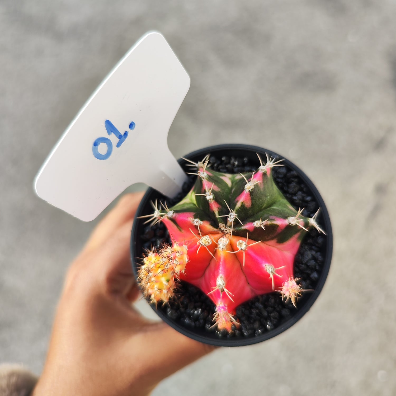 Gymnocalycium Variegata – Seltener mehrfarbiger Kaktus