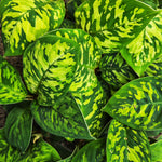 Homalomena wallisii Camouflage