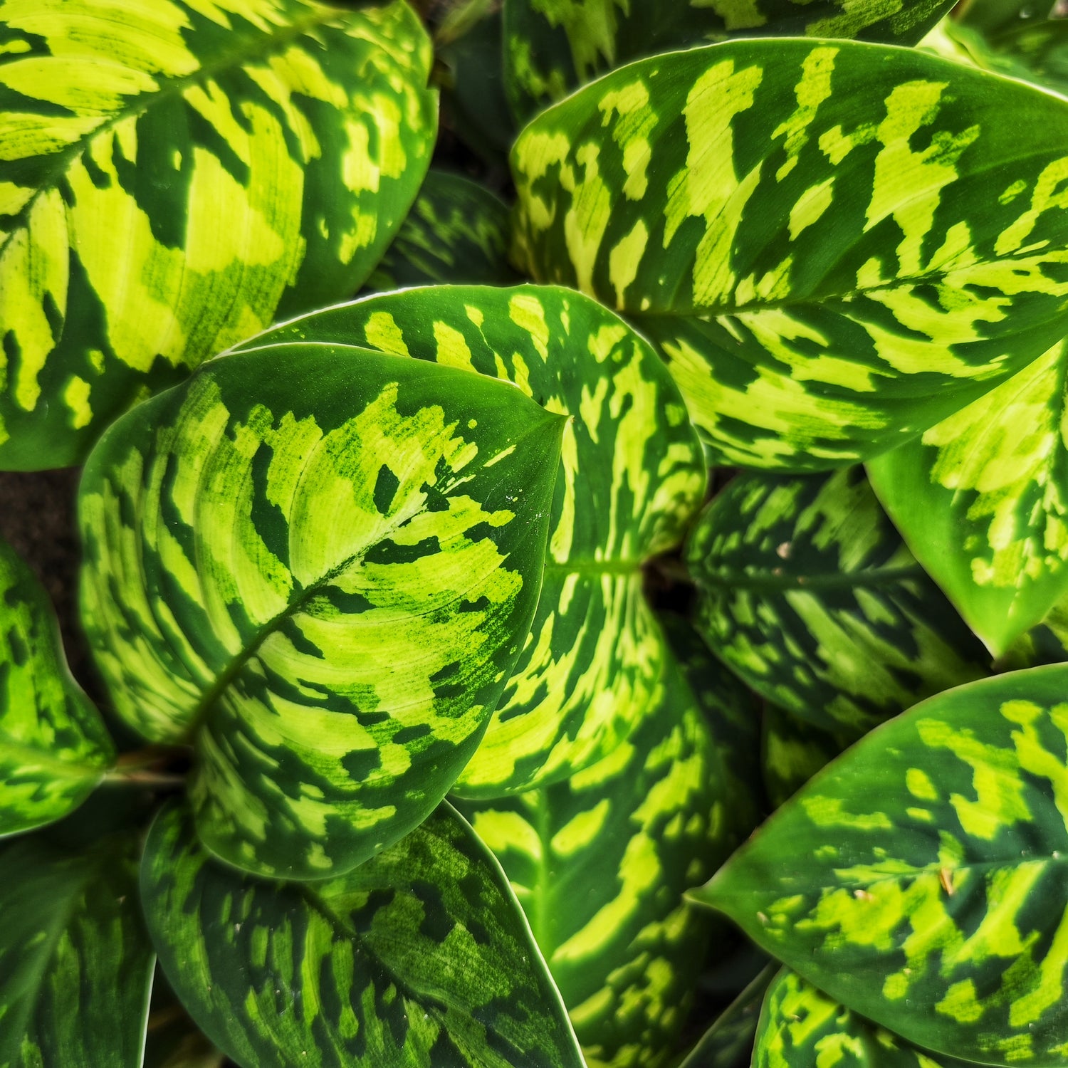 Homalomena wallisii Camouflage