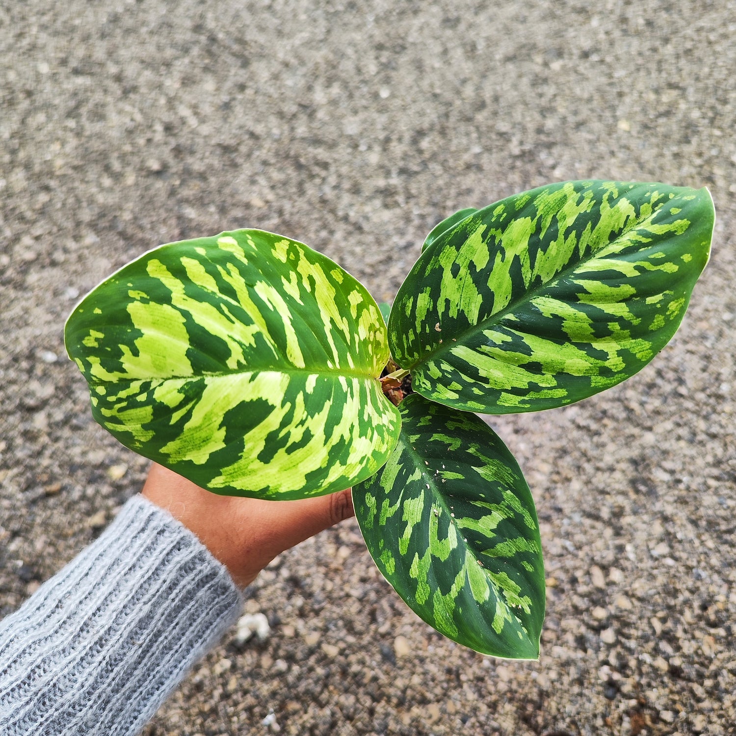 Homalomena wallisii Camouflage