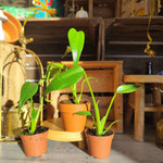 Monstera Burle Marx Flame - monjungle