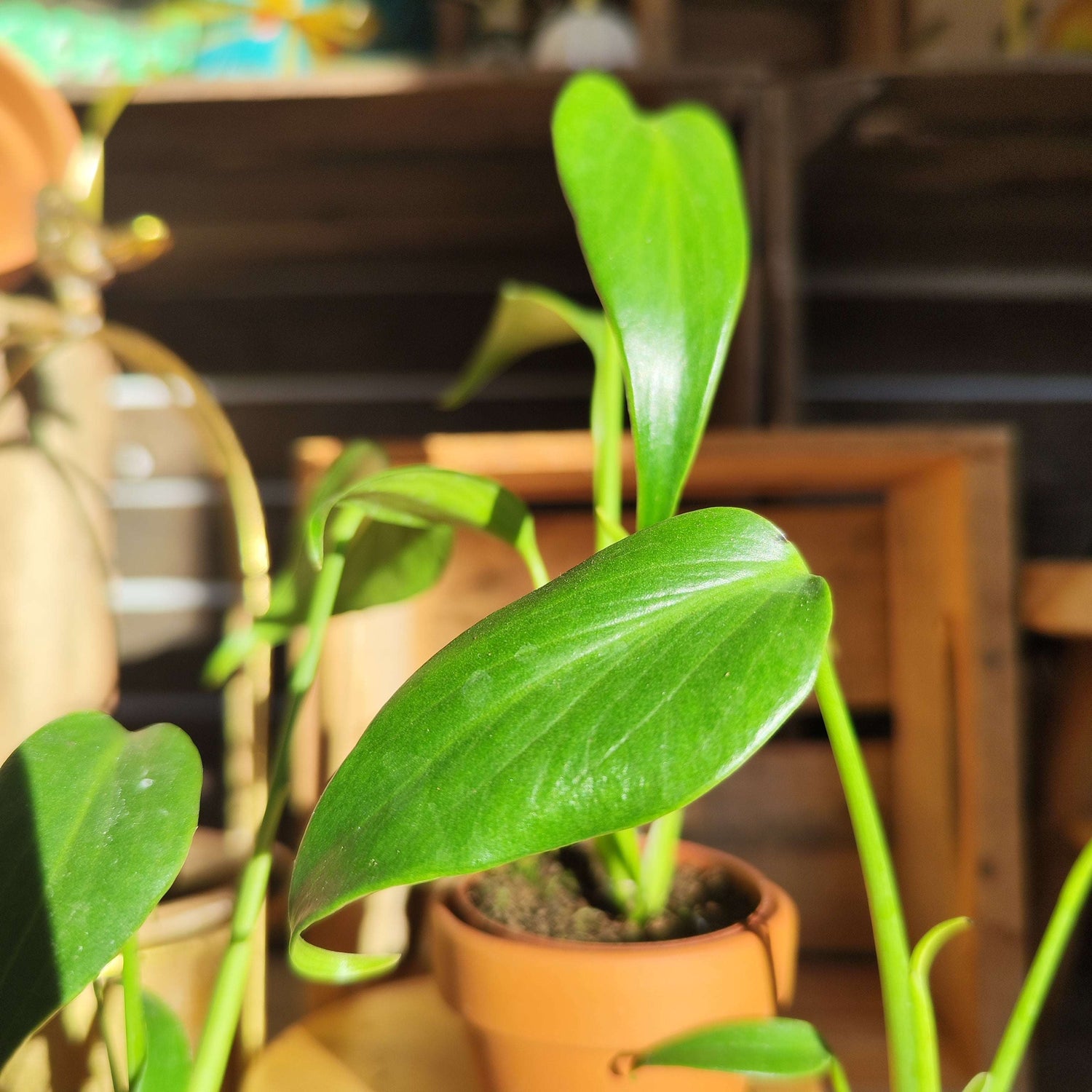 Monstera Burle Marx Flame - monjungle