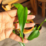 Monstera Burle Marx Flame - monjungle
