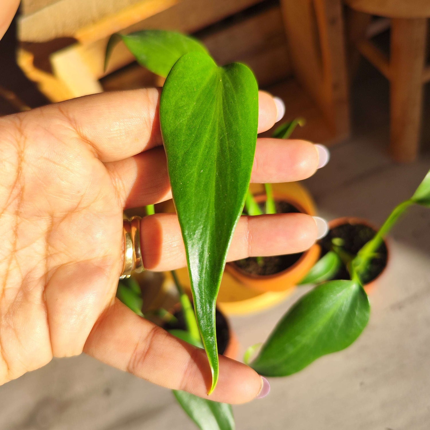 Monstera Burle Marx Flame - monjungle