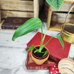 Monstera Burle Marx Flame - monjungle