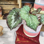 Begonia Specked NOID