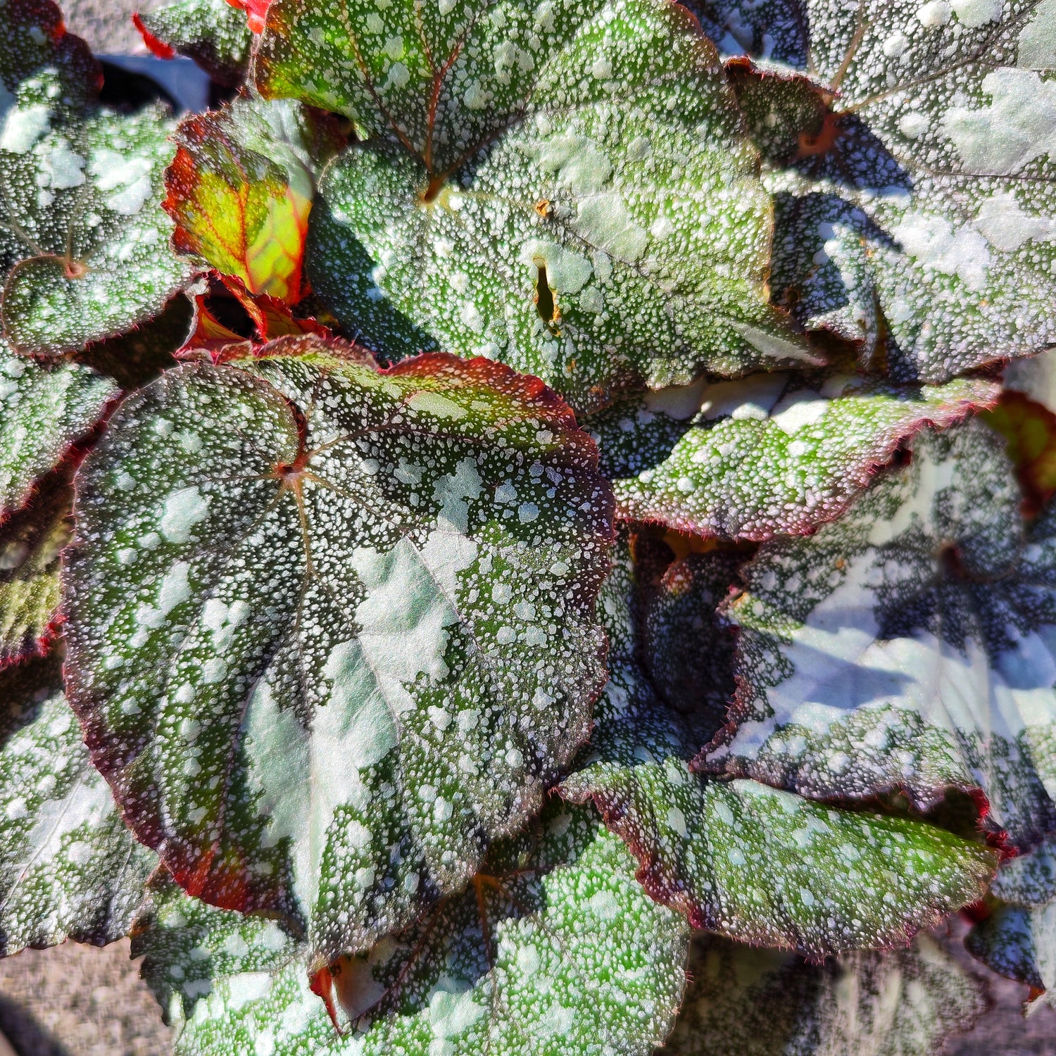Begonia Specked NOID