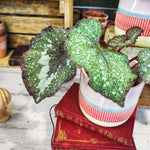 Begonia Specked NOID