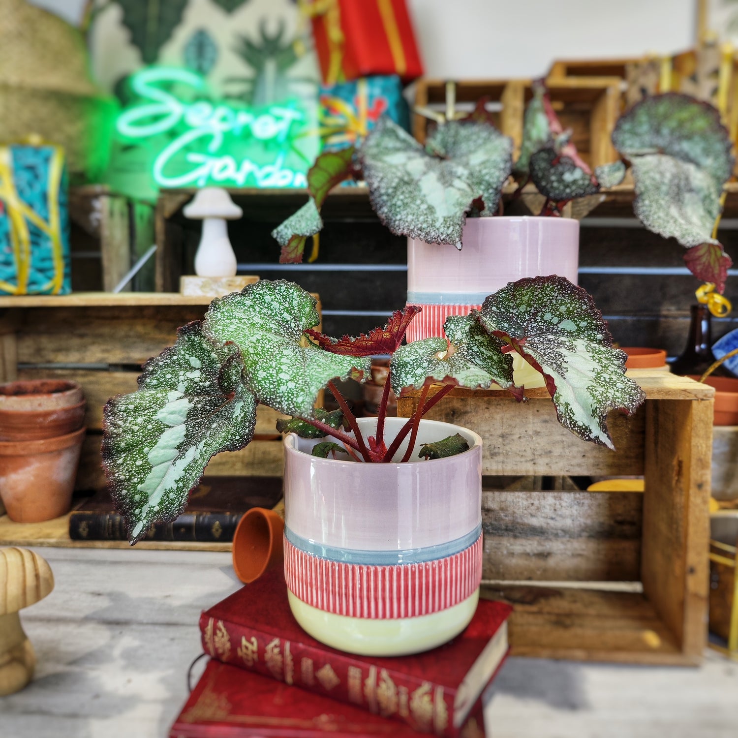 Begonia Specked NOID