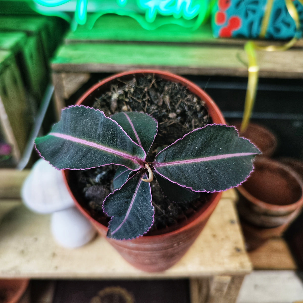 Labisia pumila – Plante médicinale rare et tropicale - monjungle