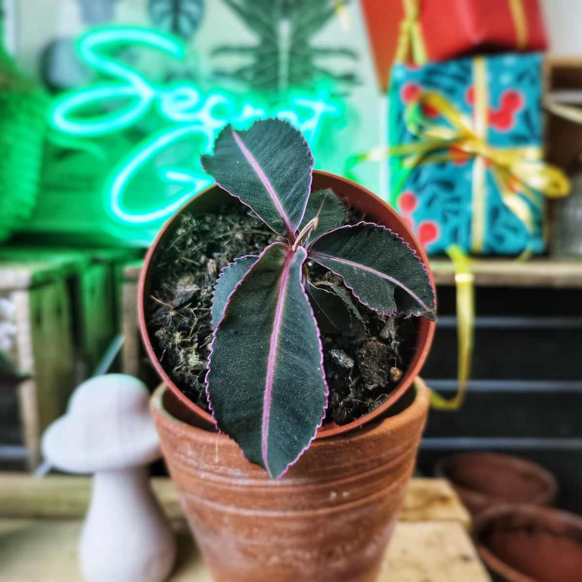 Labisia pumila – Plante médicinale rare et tropicale - monjungle