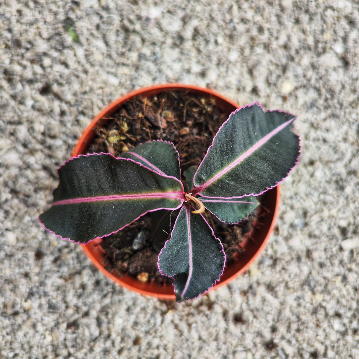 Labisia pumila – Plante médicinale rare et tropicale - monjungle