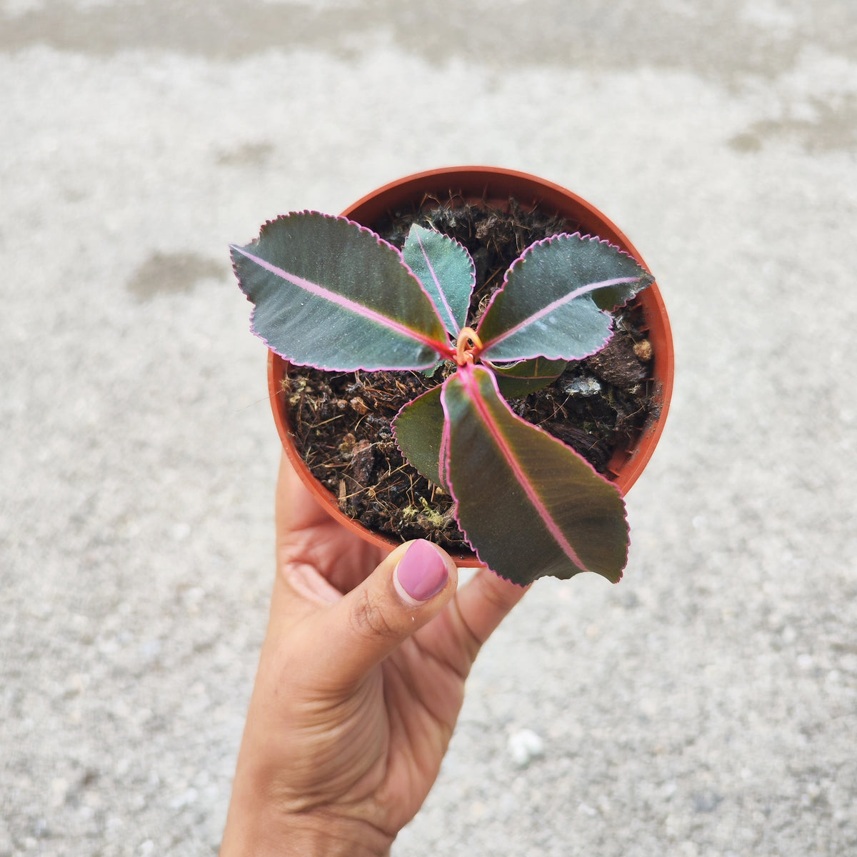 Labisia pumila – Plante médicinale rare et tropicale - monjungle