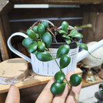 Hoya Panchoi IML0228 – Plante rare, facile et graphique - monjungle