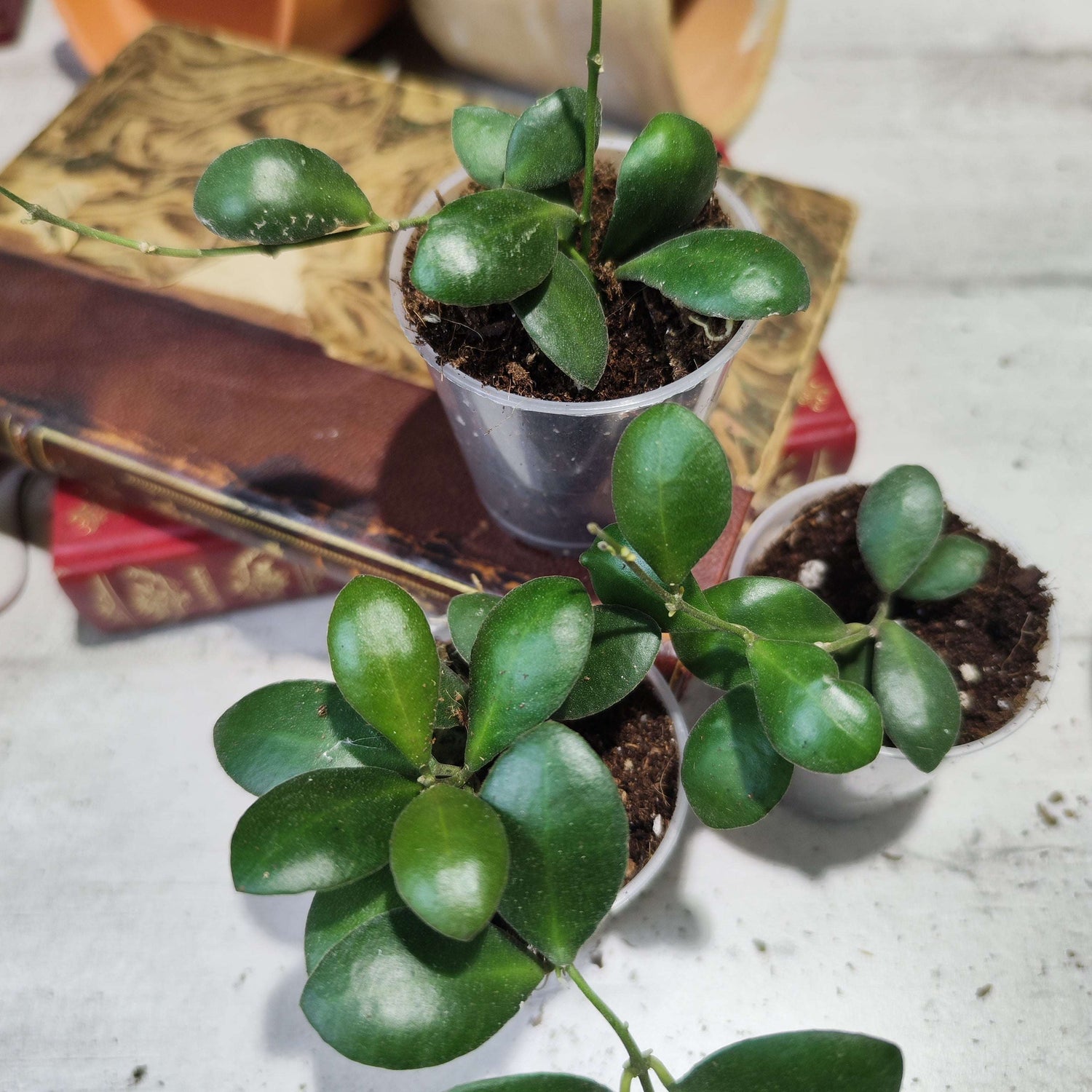 Hoya Panchoi IML0228 – Plante rare, facile et graphique - monjungle