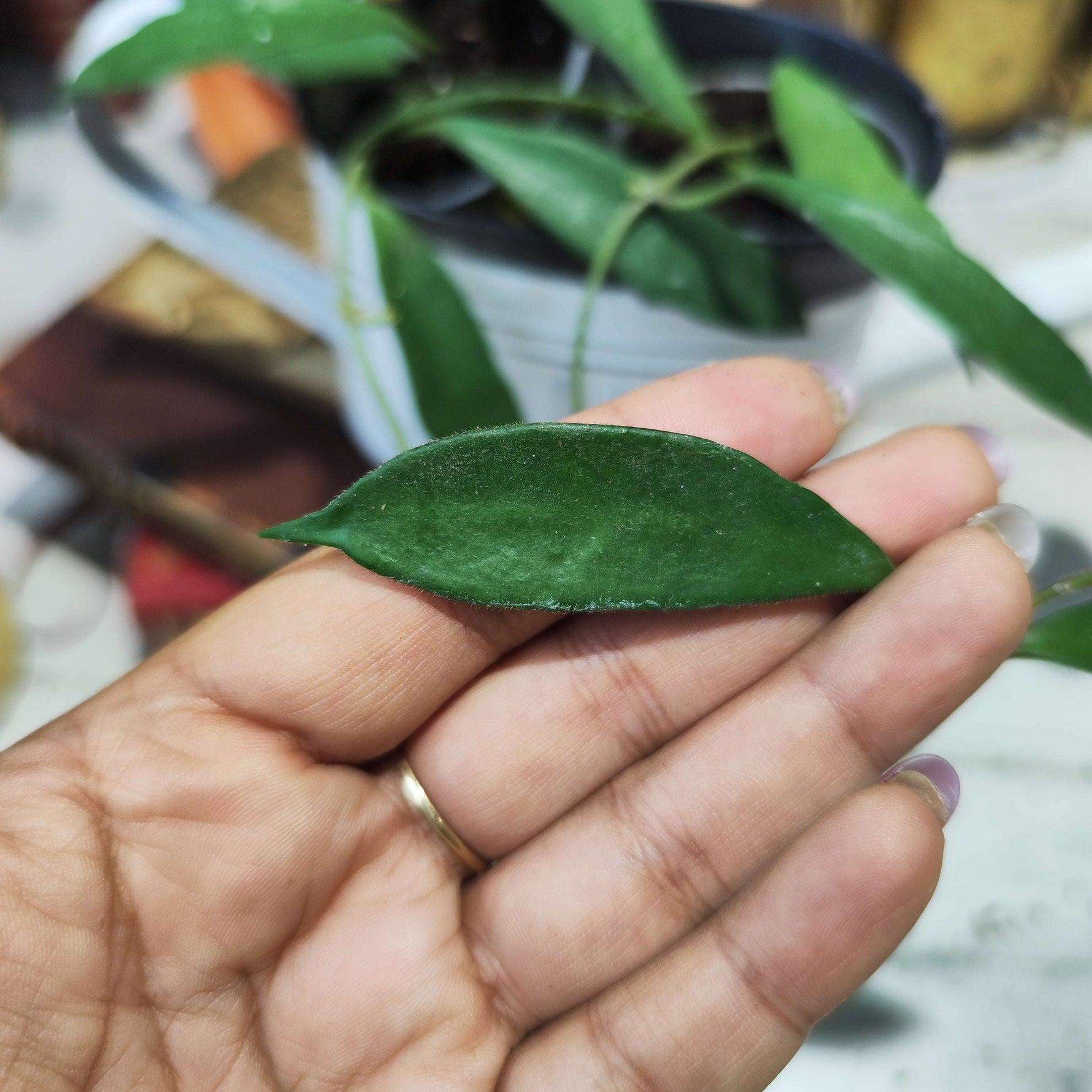 Hoya Stonea IPPS00132 - monjungle