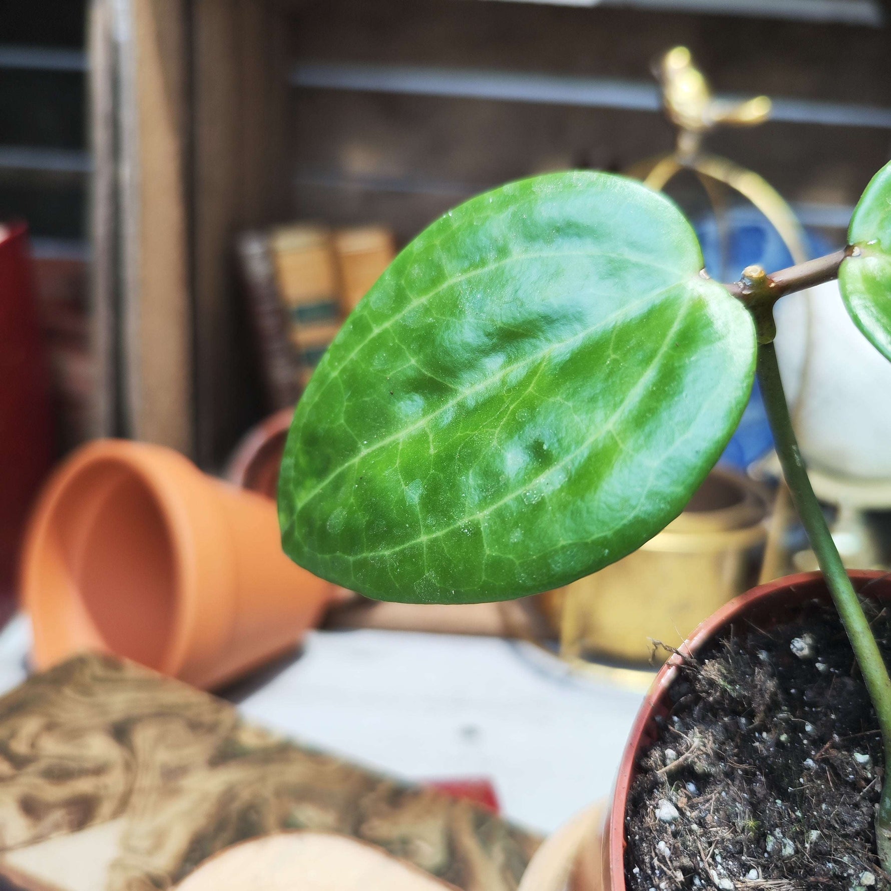 Hoya Latifolia Green - monjungle