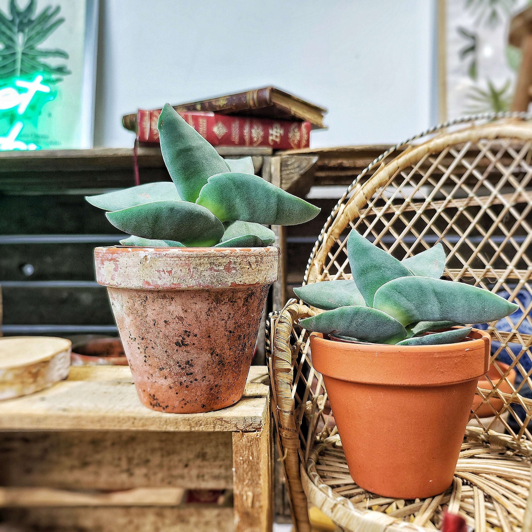 Bouture de Crassula Boomerang - monjungle